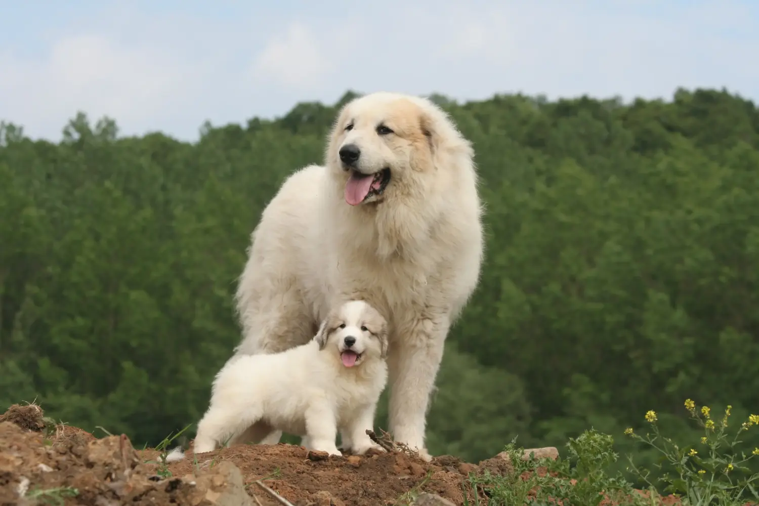 Buying a Pyrenean Mountain Dog puppy means taking responsibility! Buy Pyrenean Mountain Dog puppies.