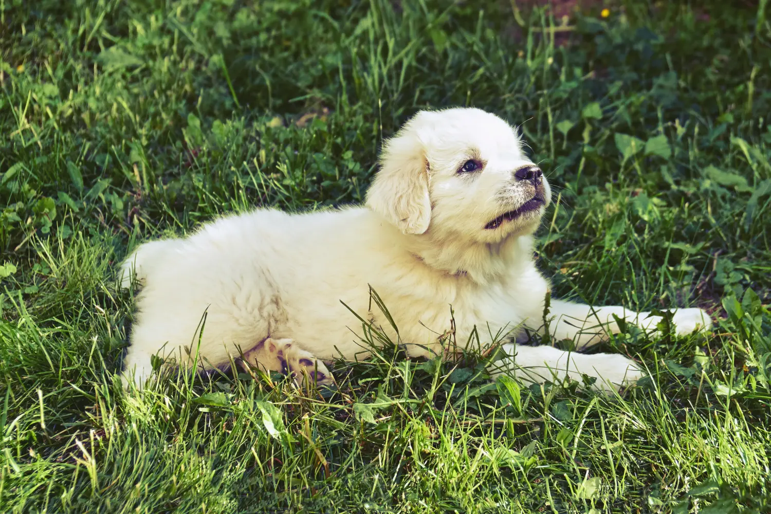Buying a Pyrenean Mountain Dog puppy means taking responsibility! Buy Pyrenean Mountain Dog puppies.