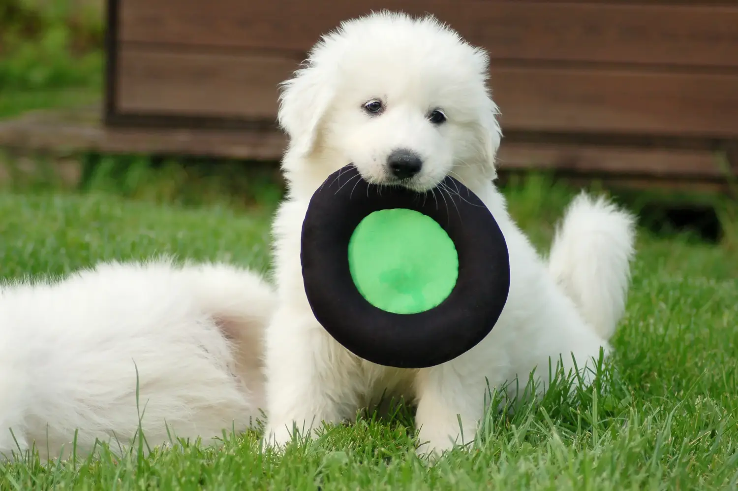 Buying a Pyrenean Mountain Dog puppy means taking responsibility! Buy Pyrenean Mountain Dog puppies.