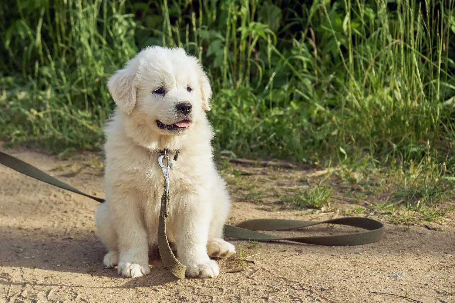 Buying a Pyrenean Mountain Dog puppy means taking responsibility! Buy Pyrenean Mountain Dog puppies.