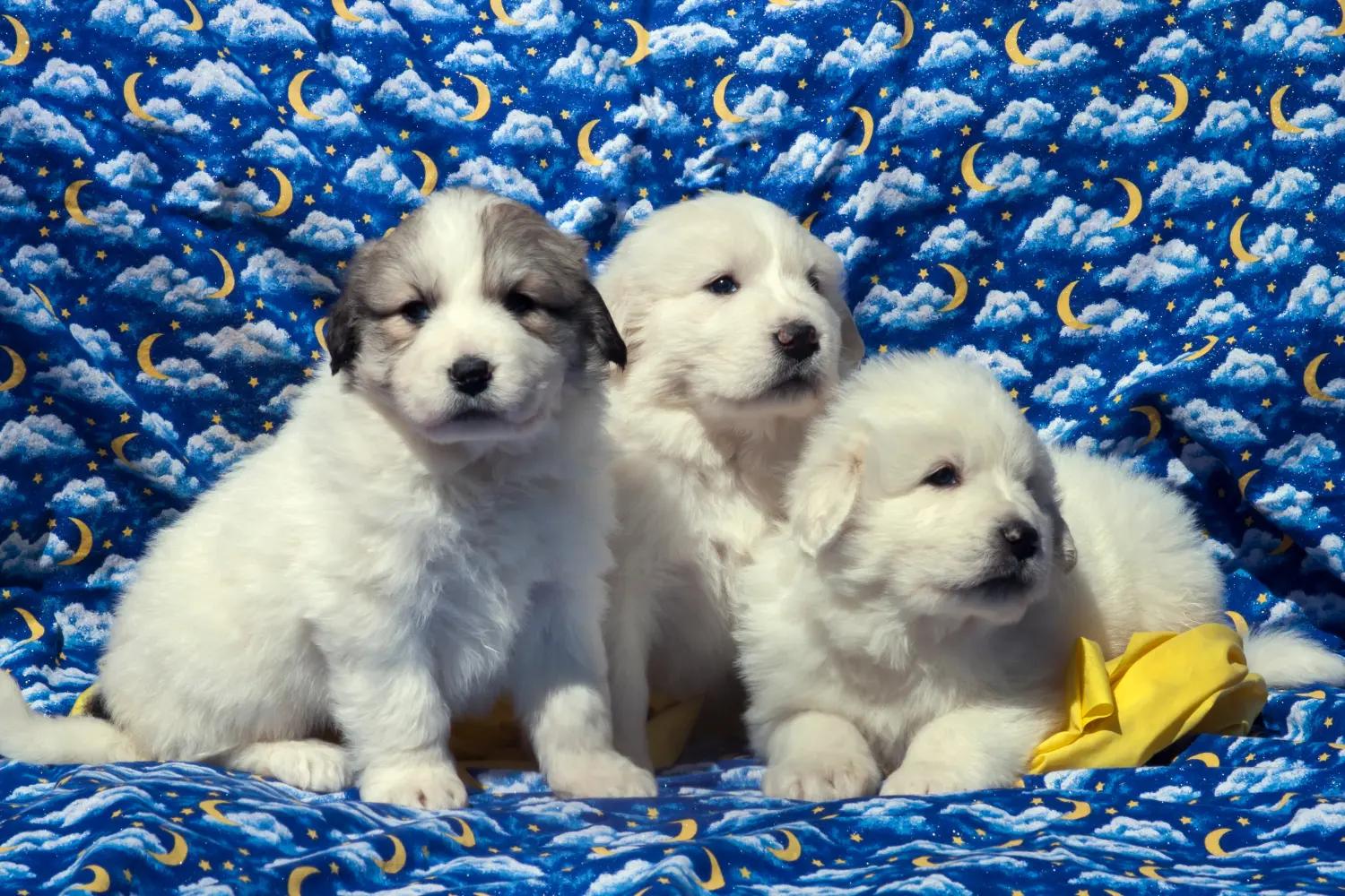 Buying a Pyrenean Mountain Dog puppy means taking responsibility! Buy Pyrenean Mountain Dog puppies.