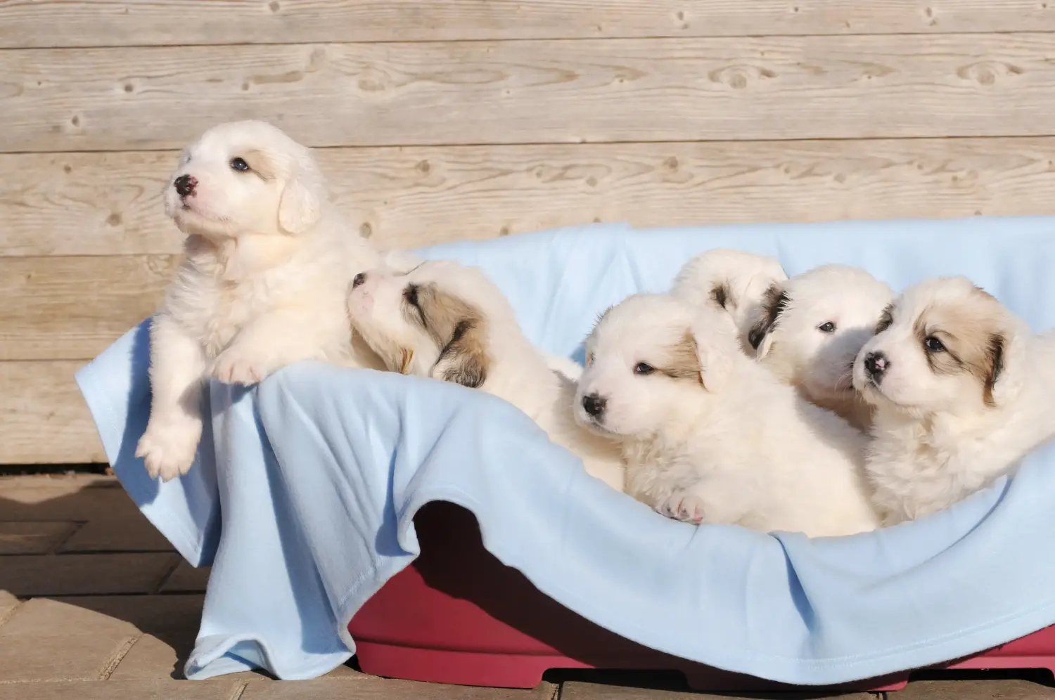 Buying a Pyrenean Mountain Dog puppy means taking responsibility! Buy Pyrenean Mountain Dog puppies.