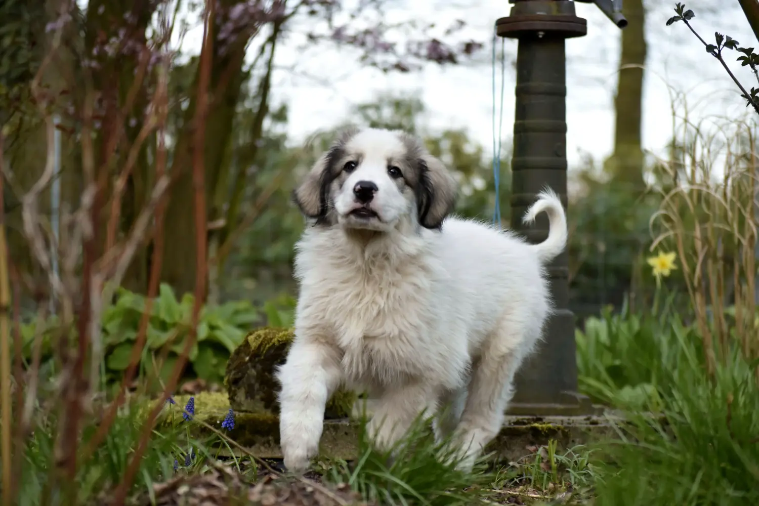 Buying a Pyrenean Mountain Dog puppy means taking responsibility! Buy Pyrenean Mountain Dog puppies.