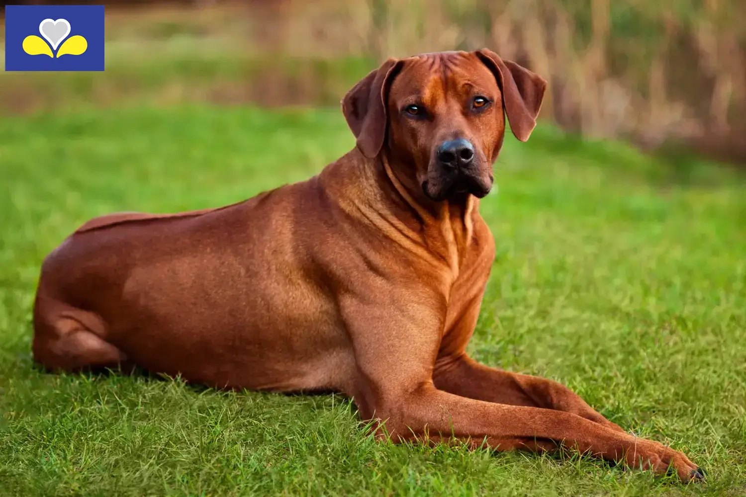 Rhodesian Ridgeback puppies and breeders Brussels-Capital Region Find Rhodesian Ridgeback breeders in Brussels-Capital Region.