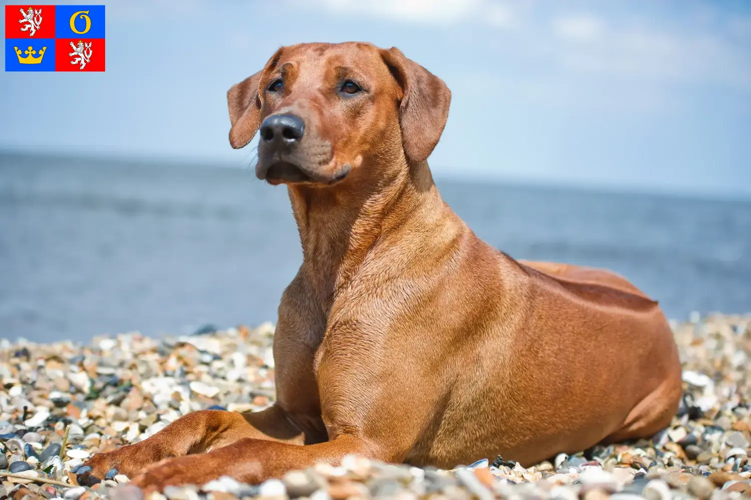 Rhodesian Ridgeback puppies and breeders Hradec Králové Find Rhodesian Ridgeback breeders in Hradec Králové.