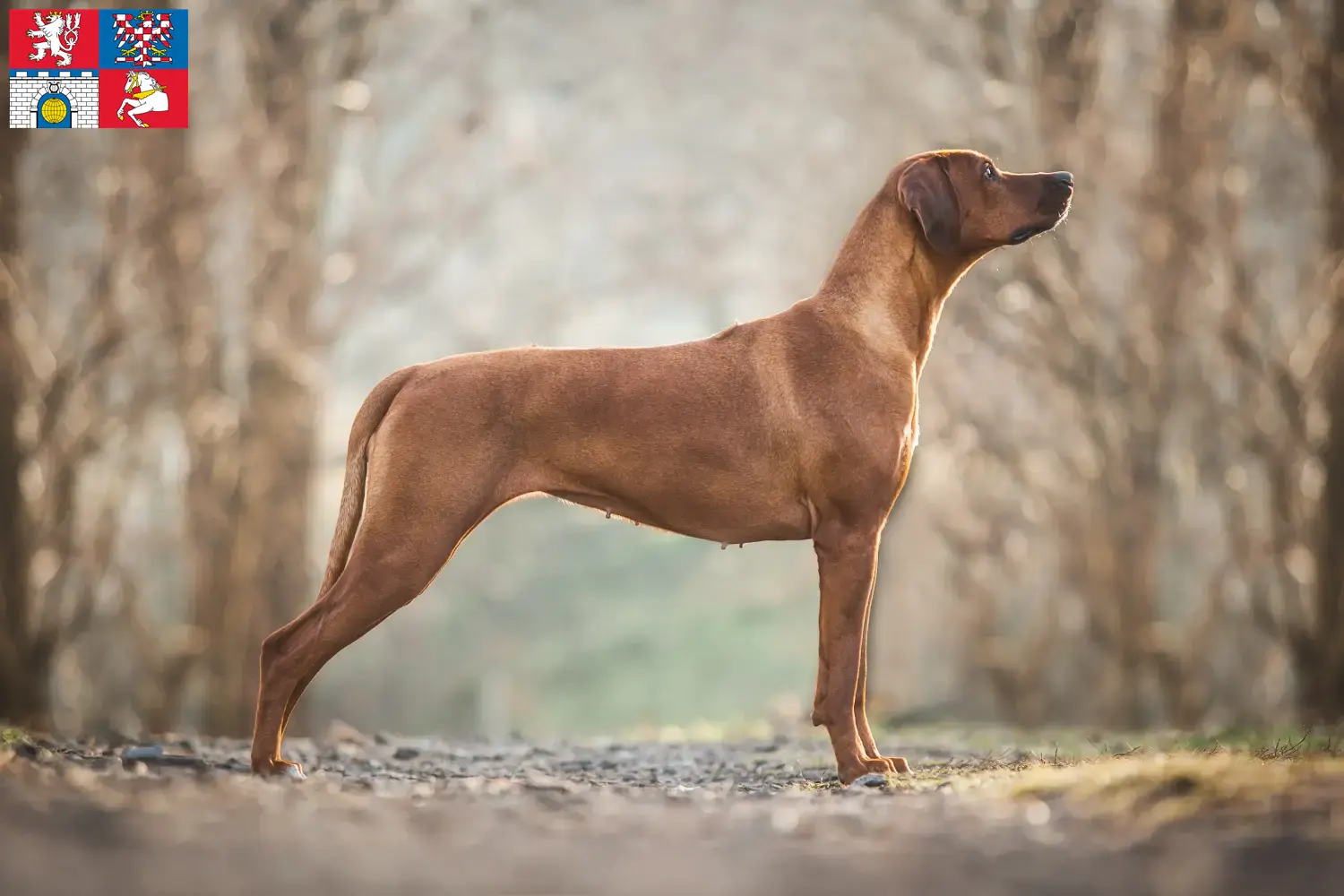 Rhodesian Ridgeback puppies and breeders Pardubice Find Rhodesian Ridgeback breeders in Pardubice.