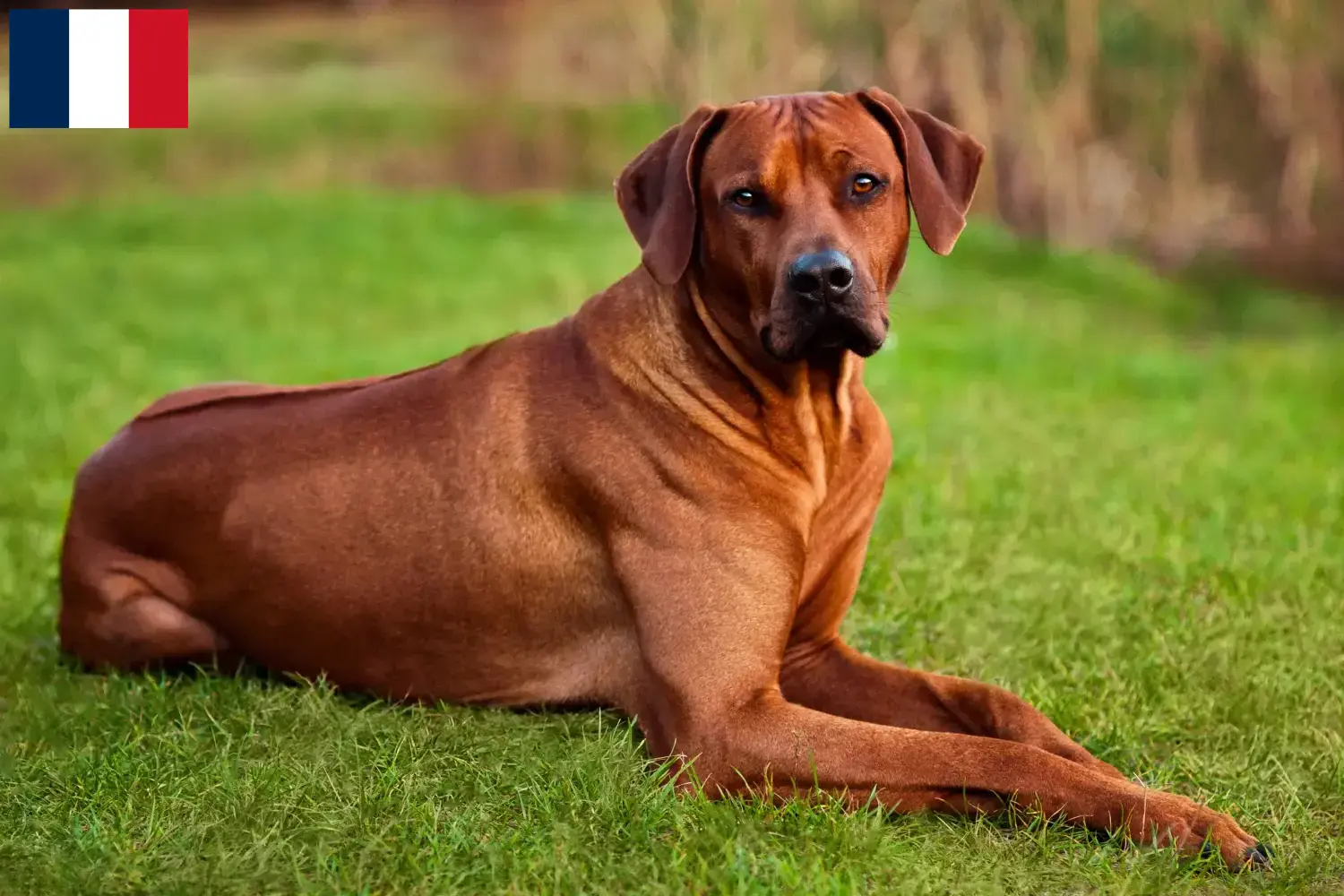 Rhodesian Ridgeback puppies and breeders Réunion Find Rhodesian Ridgeback breeders auf Réunion.
