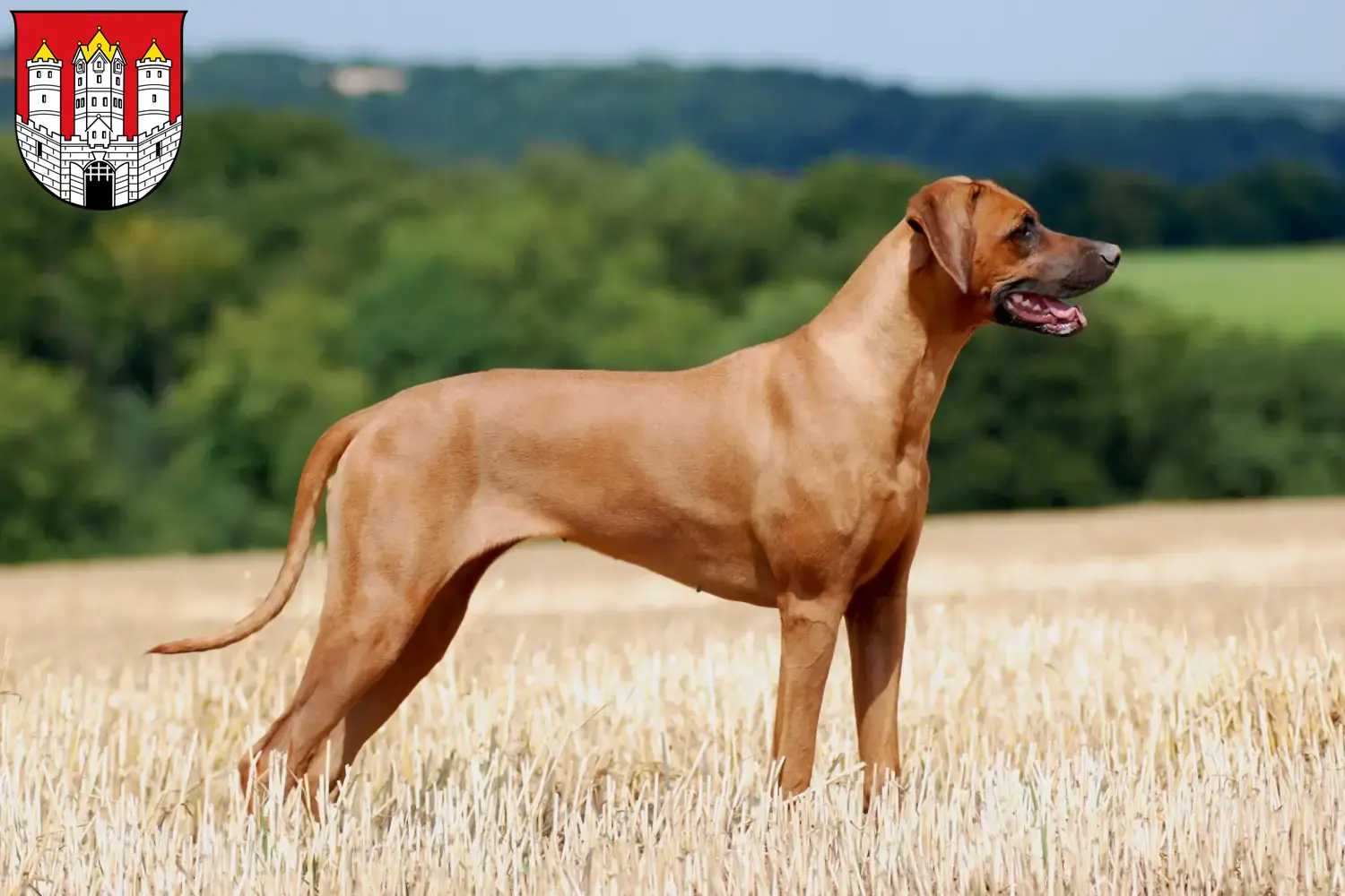 Rhodesian Ridgeback puppies and breeders Salzburg Here you can find Rhodesian Ridgeback breeders in Salzburg.