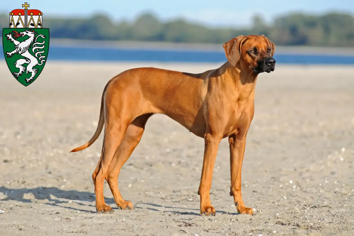 Rhodesian Ridgeback puppies and breeders Styria Here you can find Rhodesian Ridgeback breeders in Styria.