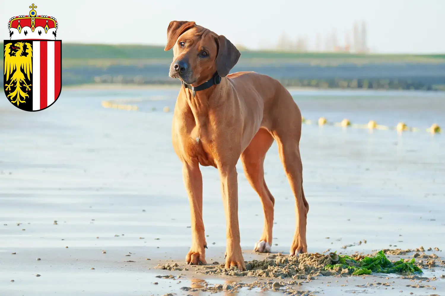 Rhodesian Ridgeback puppies and breeders Upper Austria Here you can find Rhodesian Ridgeback breeders in Upper Austria.