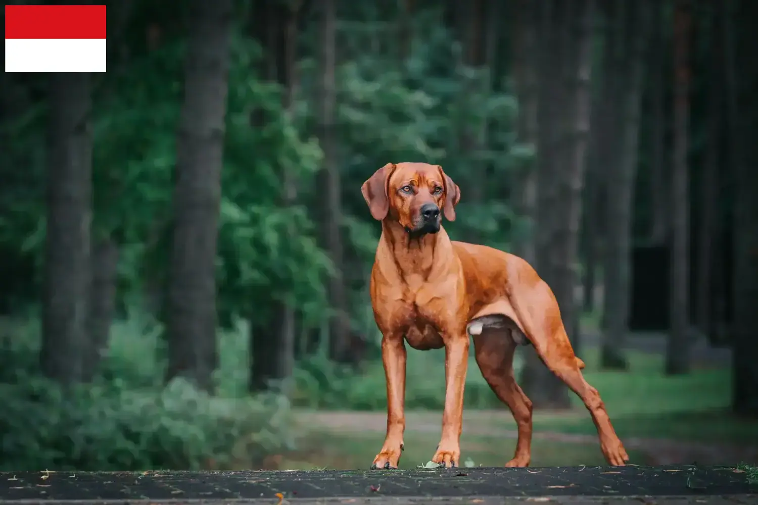 Rhodesian Ridgeback puppies and breeders Vienna Here you can find Rhodesian Ridgeback breeders in Vienna.