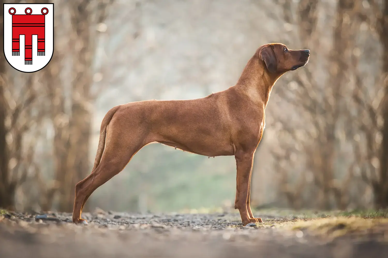 Rhodesian Ridgeback puppies and breeders Vorarlberg Here you can find Rhodesian Ridgeback breeders in Vorarlberg.