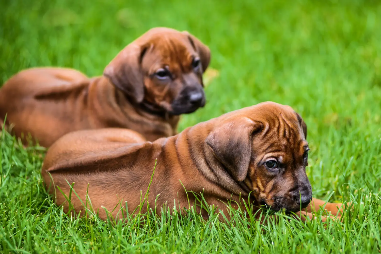 Buying a Rhodesian Ridgeback puppy means taking responsibility! Buy Rhodesian Ridgeback puppies.