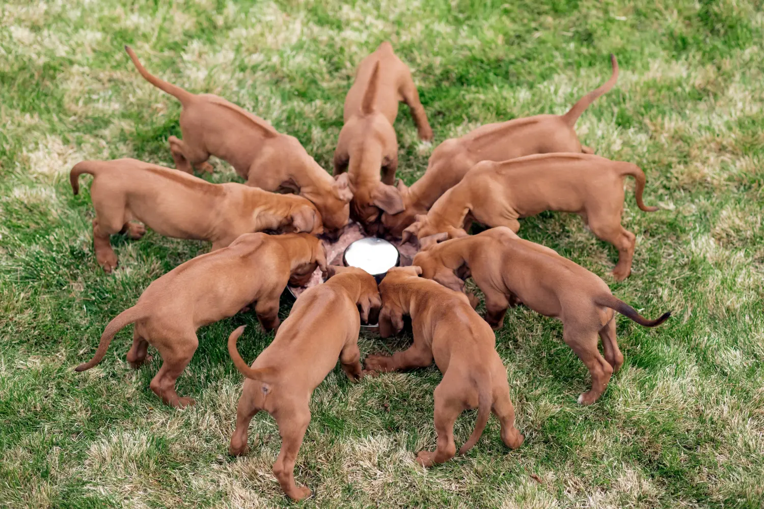Buying a Rhodesian Ridgeback puppy means taking responsibility! Buy Rhodesian Ridgeback puppies.