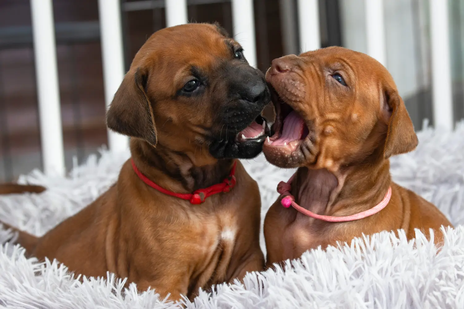 Buying a Rhodesian Ridgeback puppy means taking responsibility! Buy Rhodesian Ridgeback puppies.