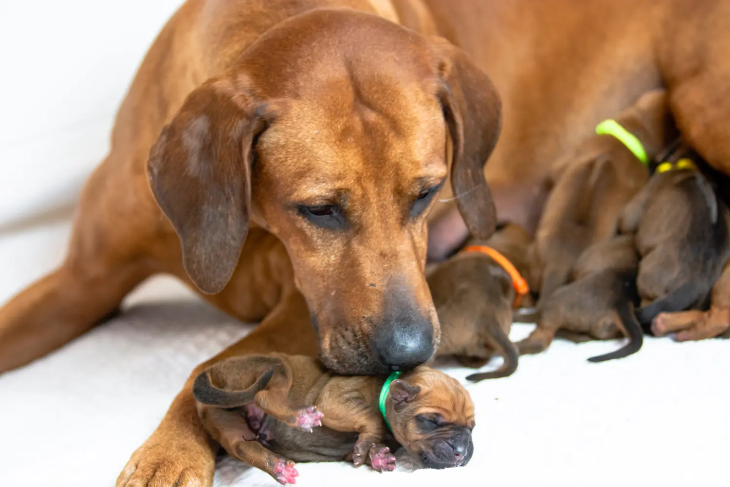 Buying a Rhodesian Ridgeback puppy means taking responsibility! Buy Rhodesian Ridgeback puppies.