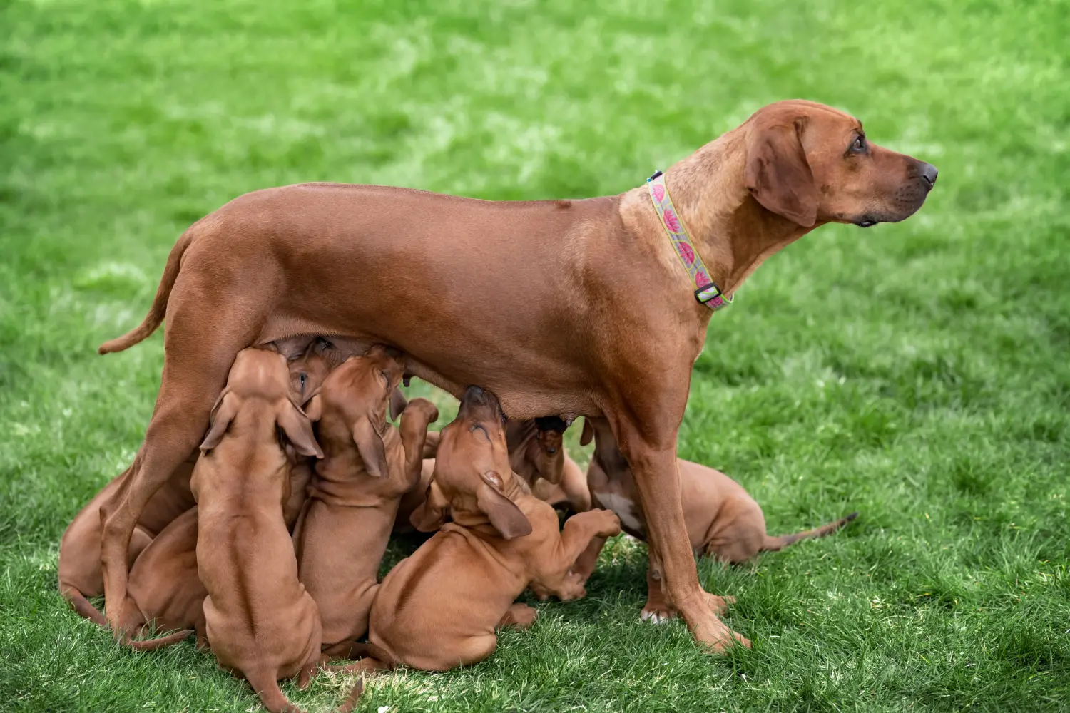 Buying a Rhodesian Ridgeback puppy means taking responsibility! Buy Rhodesian Ridgeback puppies.