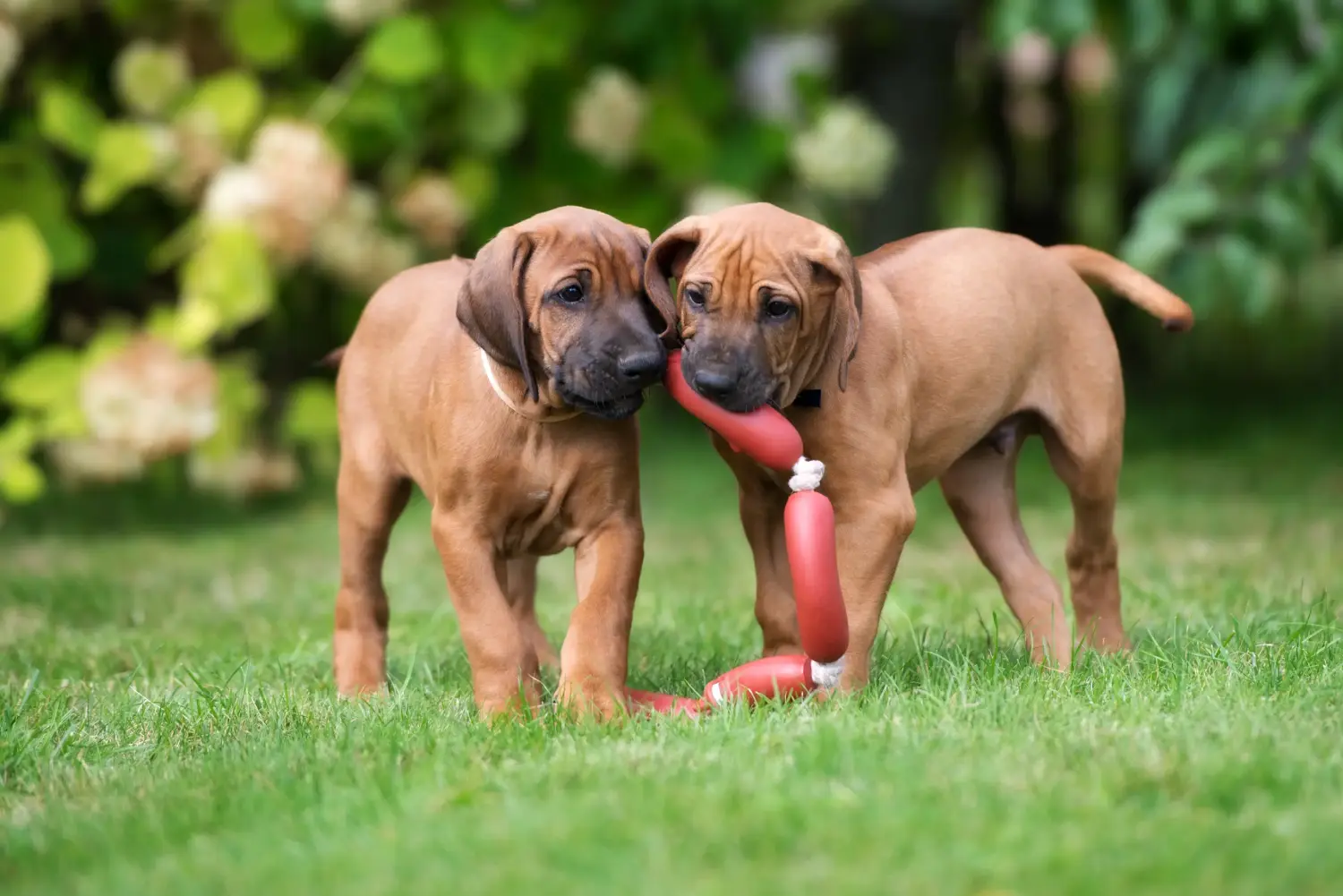 Buying a Rhodesian Ridgeback puppy means taking responsibility! Buy Rhodesian Ridgeback puppies.