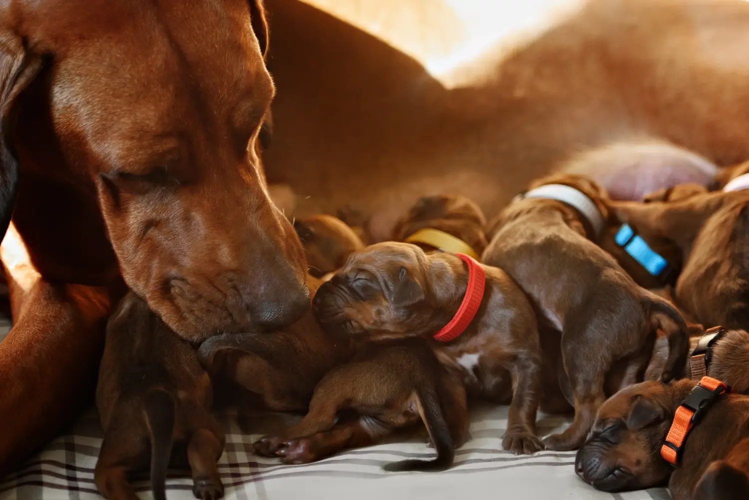 Buying a Rhodesian Ridgeback puppy means taking responsibility! Buy Rhodesian Ridgeback puppies.