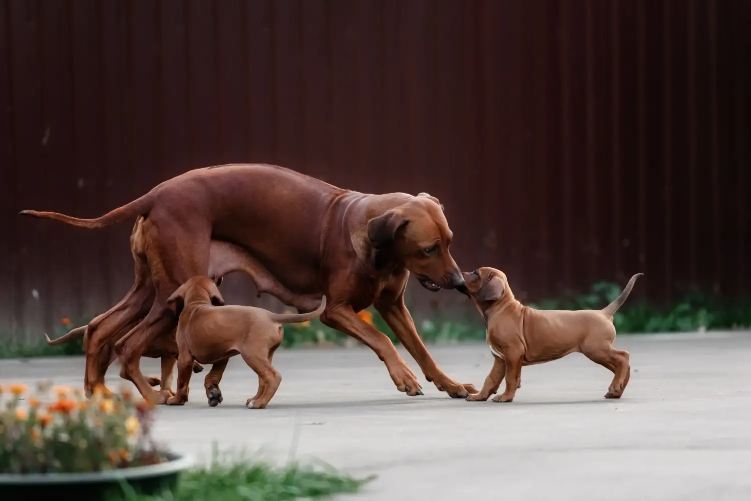 Buying a Rhodesian Ridgeback puppy means taking responsibility! Buy Rhodesian Ridgeback puppies.