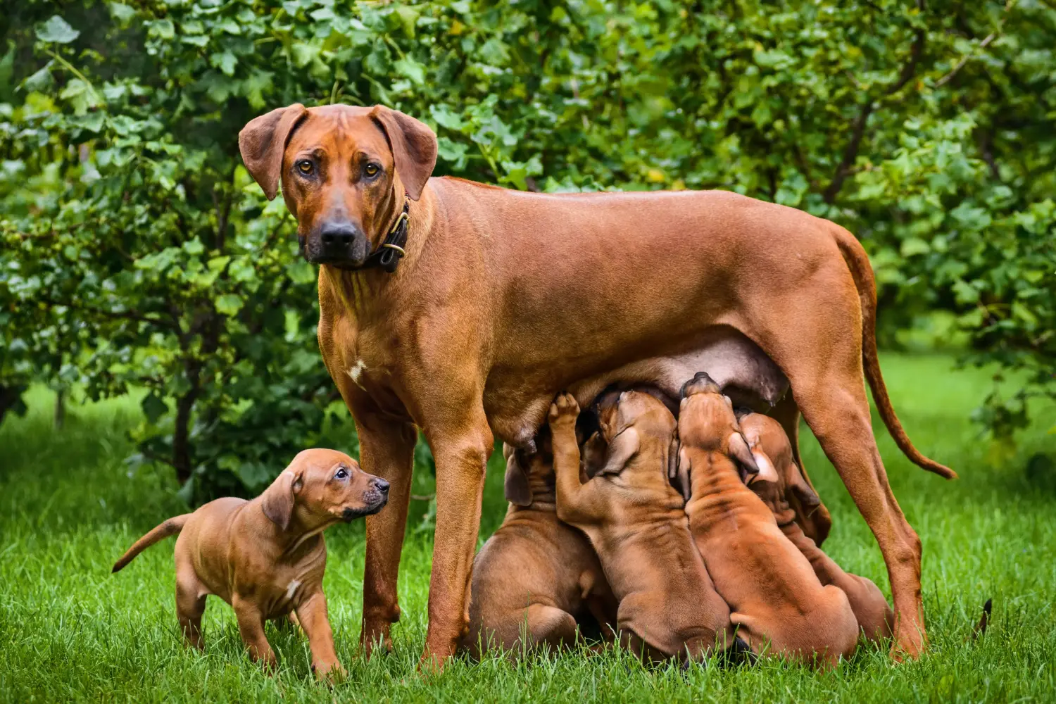 Buying a Rhodesian Ridgeback puppy means taking responsibility! Buy Rhodesian Ridgeback puppies.