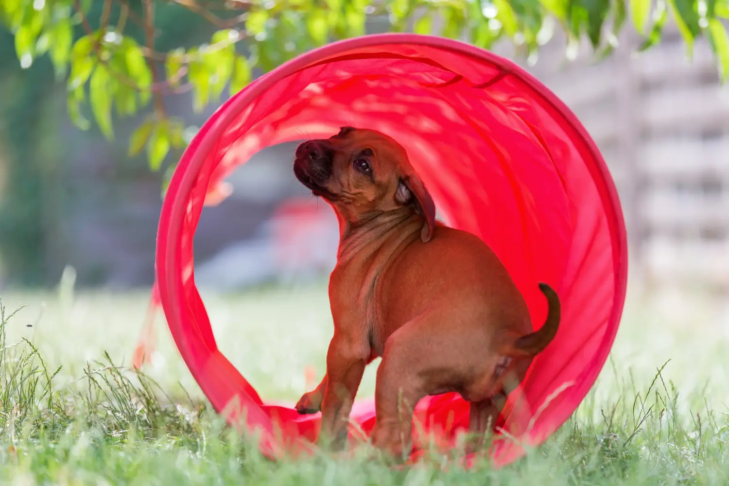Buying a Rhodesian Ridgeback puppy means taking responsibility! Buy Rhodesian Ridgeback puppies.