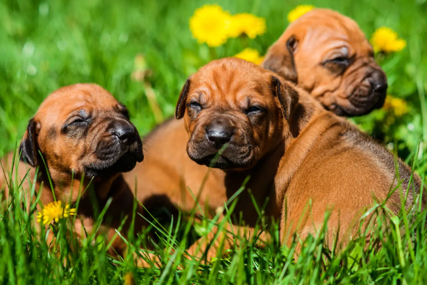 Buying a Rhodesian Ridgeback puppy means taking responsibility! Buy Rhodesian Ridgeback puppies.