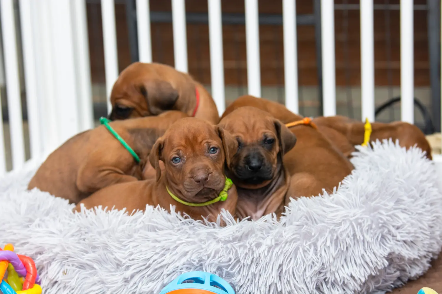 Buying a Rhodesian Ridgeback puppy means taking responsibility! Buy Rhodesian Ridgeback puppies.