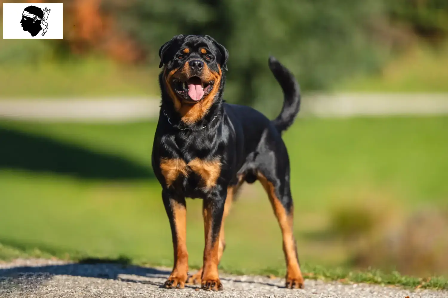 Rottweiler puppies and breeders Corsica Find Rottweiler breeders in Corsica.