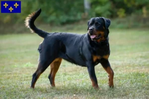 Read more about the article Rottweiler breeders and puppies in Île-de-France