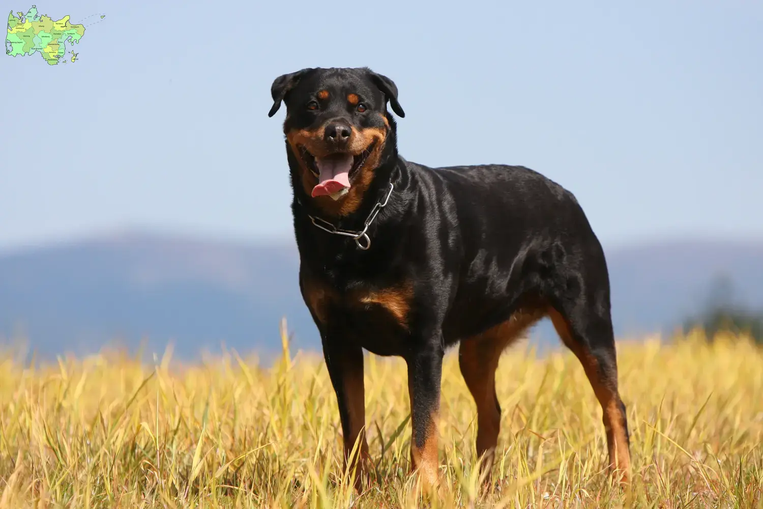 Rottweiler puppies and breeders Midtjylland Find Rottweiler breeders in Midtjylland.