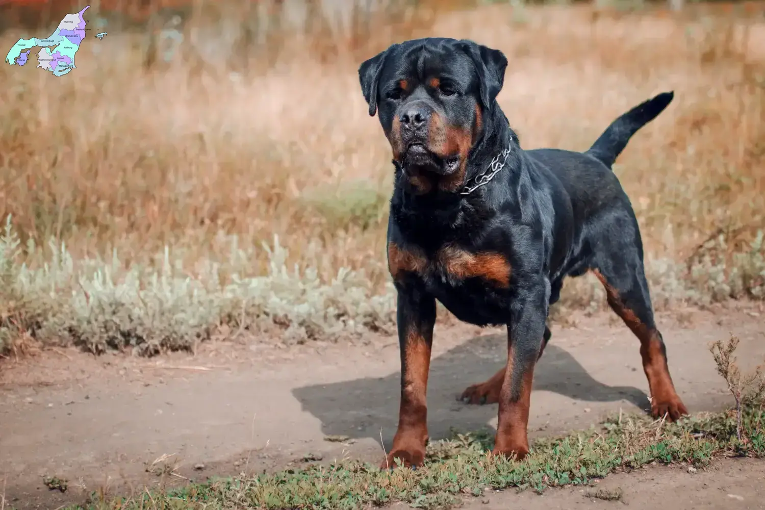 Rottweiler puppies and breeders Nordjylland Find Rottweiler breeders in Nordjylland.