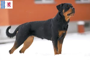 Read more about the article Rottweiler breeders and puppies in Nouvelle-Aquitaine