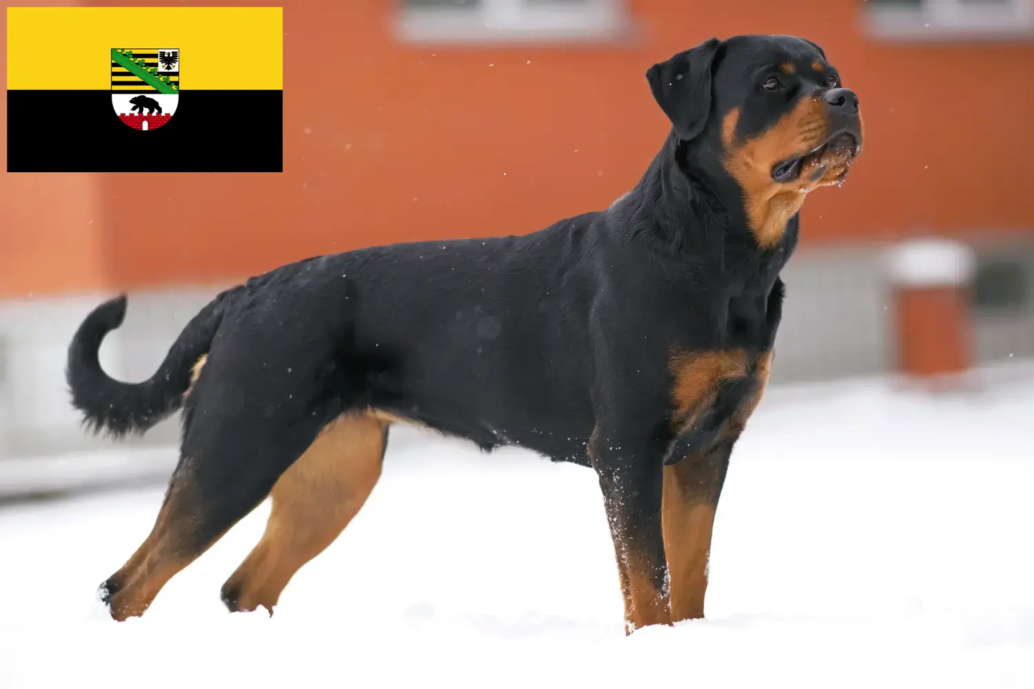 Rottweiler puppies and breeders Saxony-Anhalt Here you can find Rottweiler breeders in Saxony-Anhalt.