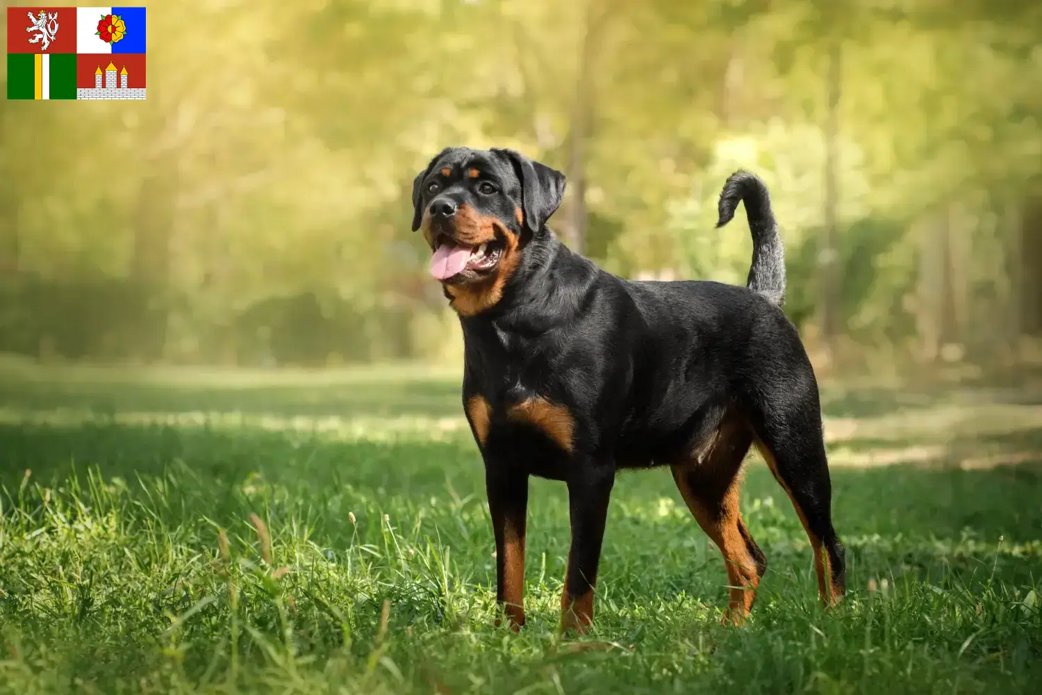 Rottweiler puppies and breeders South Bohemia Here you can find Rottweiler breeders in South Bohemia.