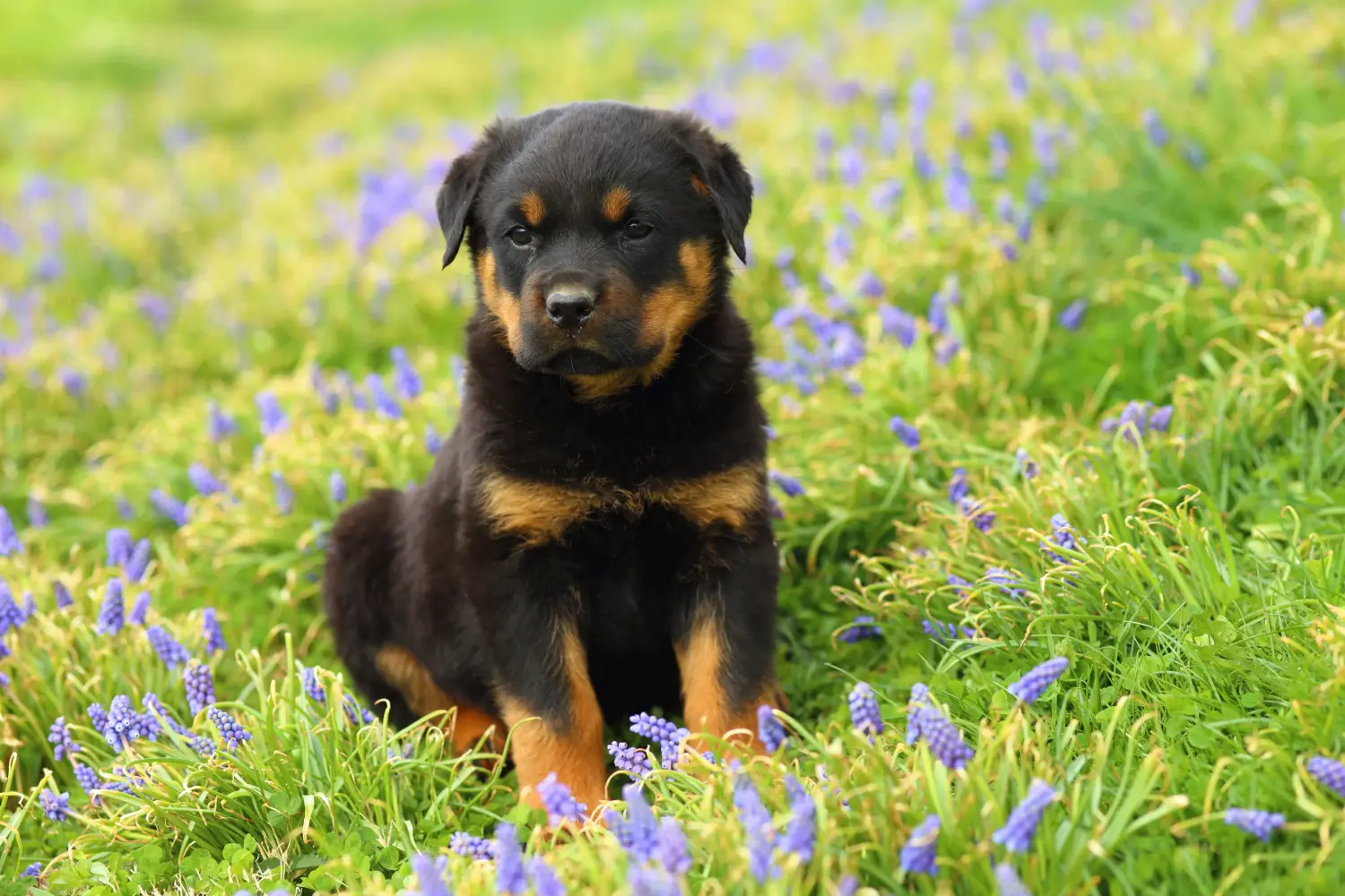 Buying a Rottweiler puppy means taking responsibility! Buy Rottweiler puppies.