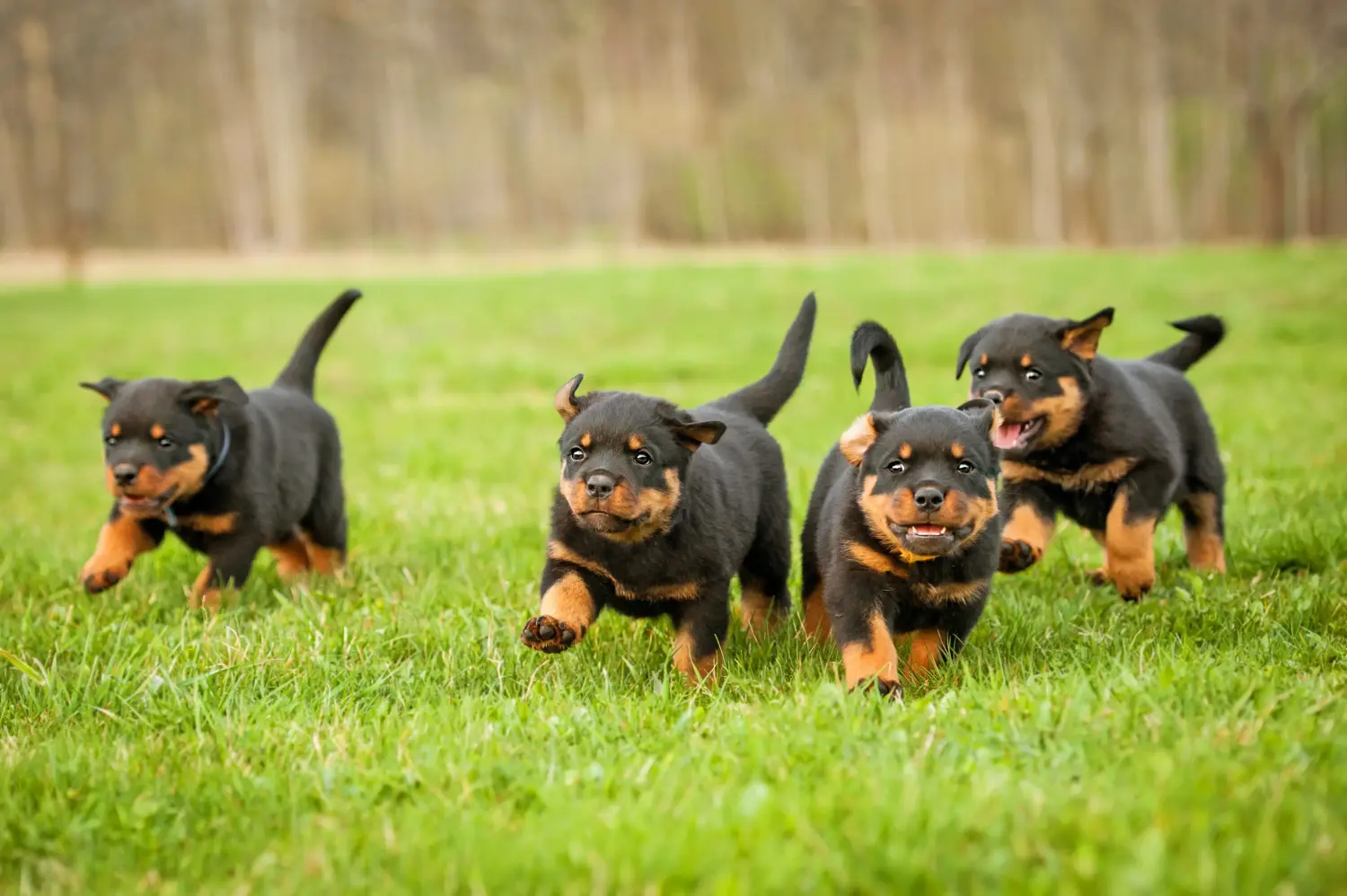 Buying a Rottweiler puppy means taking responsibility! Buy Rottweiler puppies.