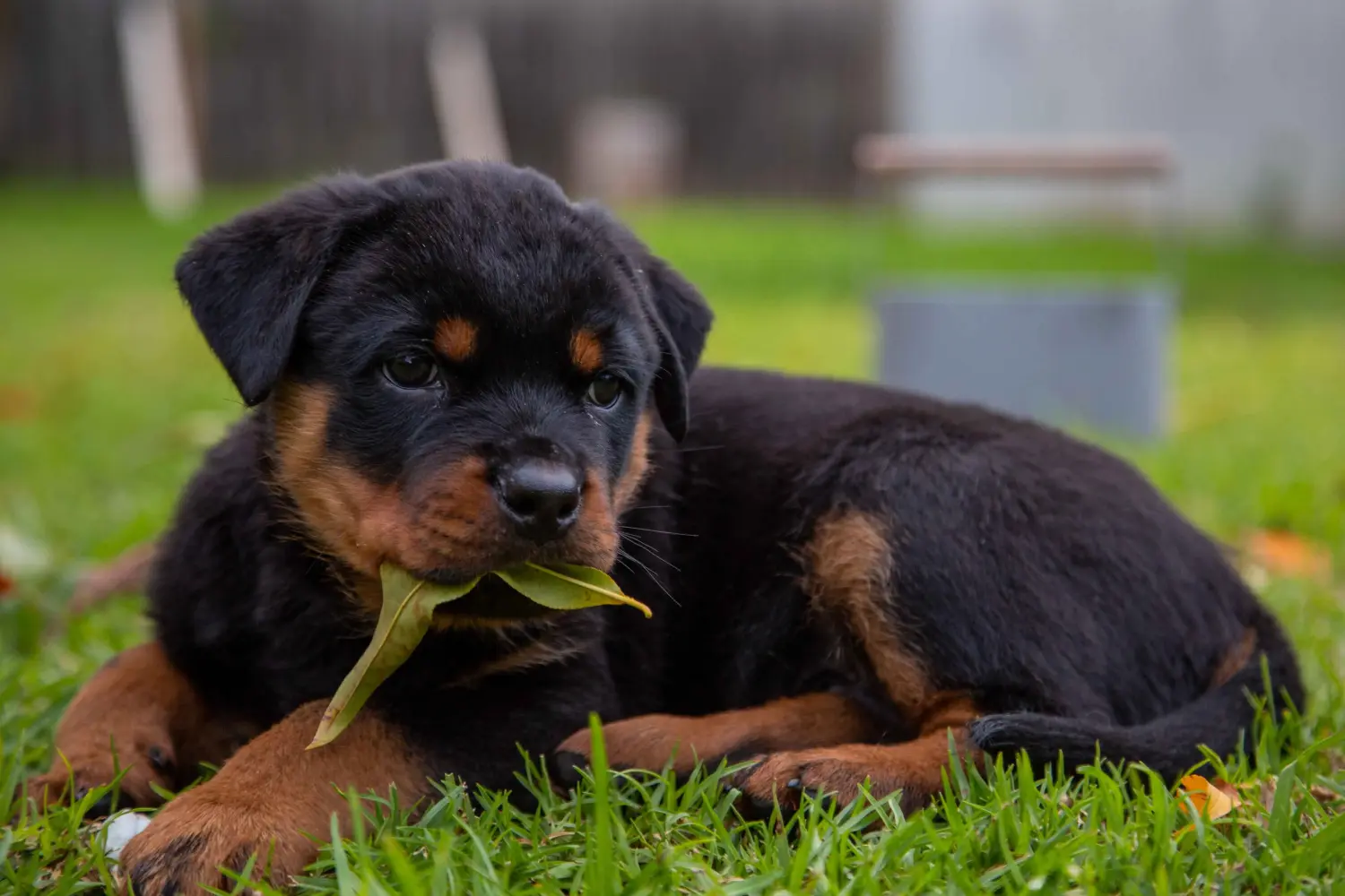 Buying a Rottweiler puppy means taking responsibility! Buy Rottweiler puppies.