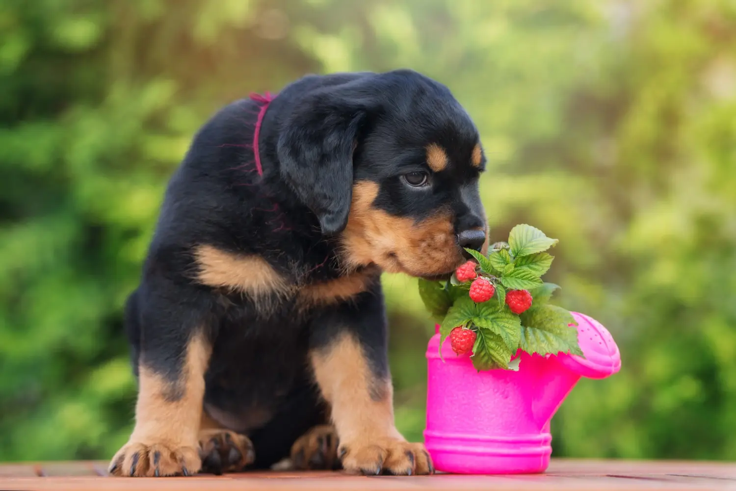Buying a Rottweiler puppy means taking responsibility! Buy Rottweiler puppies.
