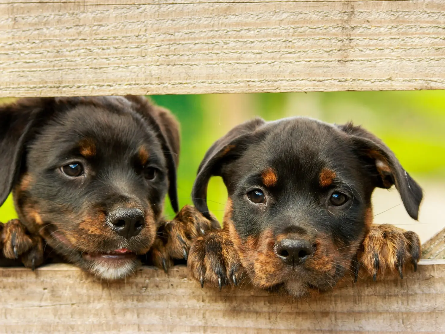 Buying a Rottweiler puppy means taking responsibility! Buy Rottweiler puppies.