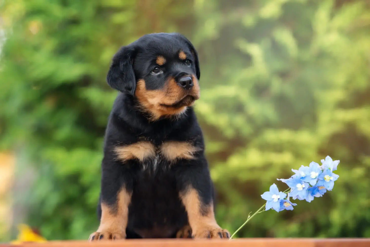 Buying a Rottweiler puppy means taking responsibility! Buy Rottweiler puppies.