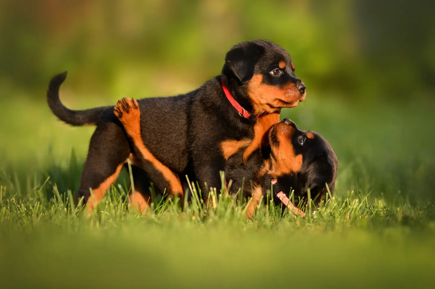 Buying a Rottweiler puppy means taking responsibility! Buy Rottweiler puppies.