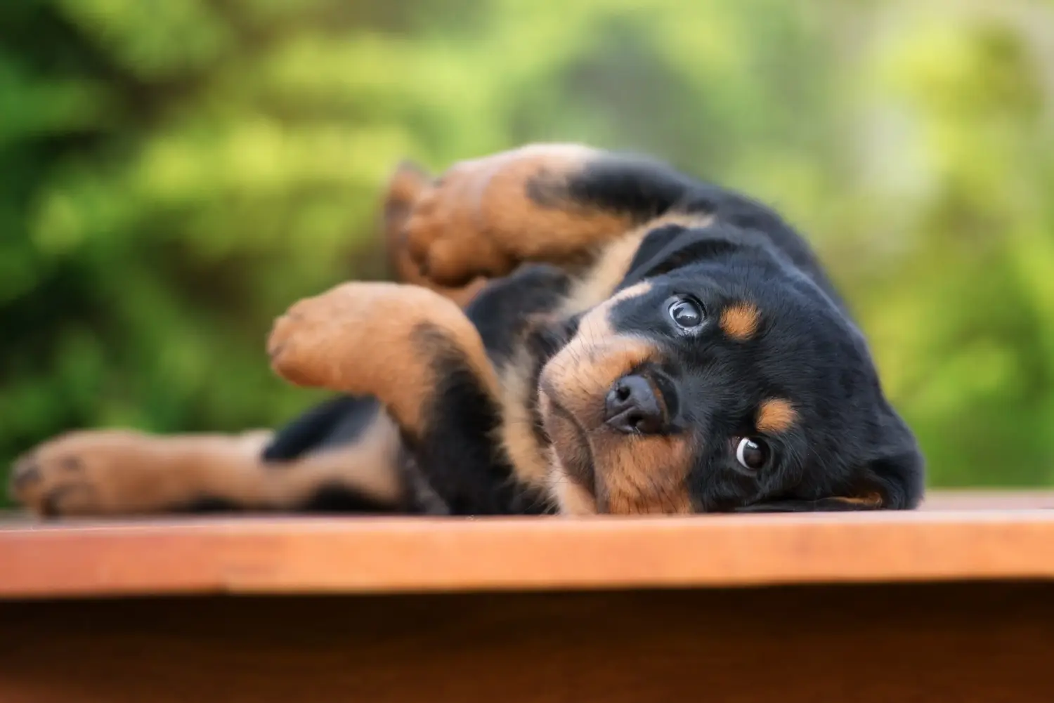 Buying a Rottweiler puppy means taking responsibility! Buy Rottweiler puppies.