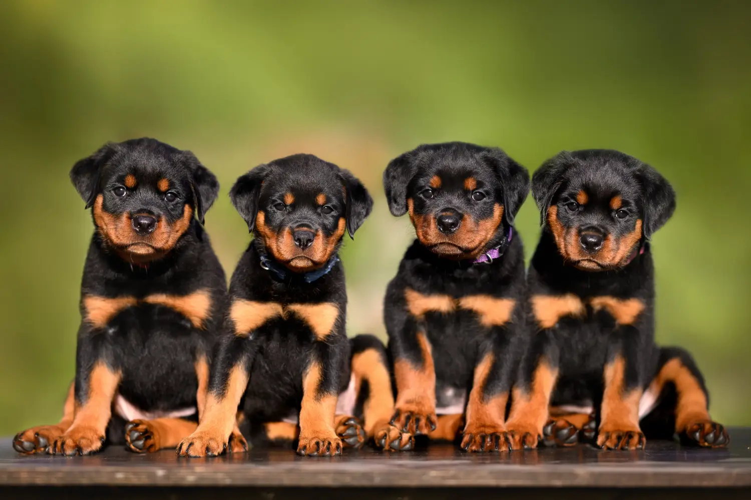Buying a Rottweiler puppy means taking responsibility! Buy Rottweiler puppies.