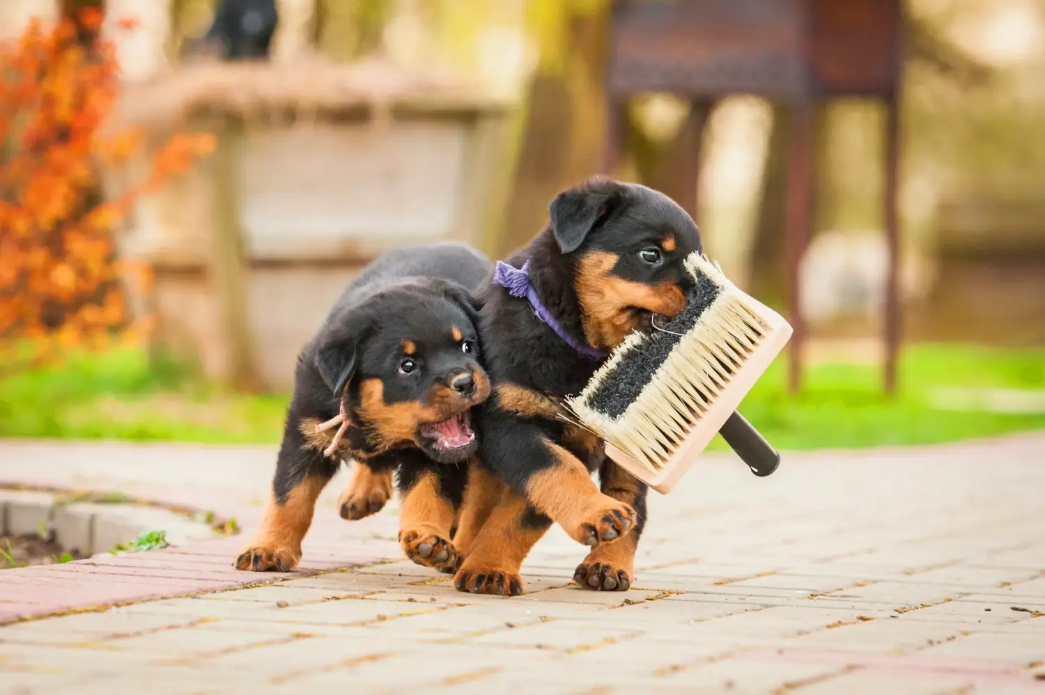 Buying a Rottweiler puppy means taking responsibility! Buy Rottweiler puppies.