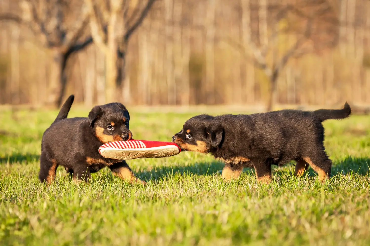 Buying a Rottweiler puppy means taking responsibility! Buy Rottweiler puppies.