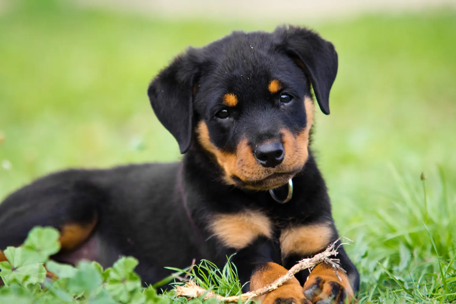 Buying a Rottweiler puppy means taking responsibility! Buy Rottweiler puppies.