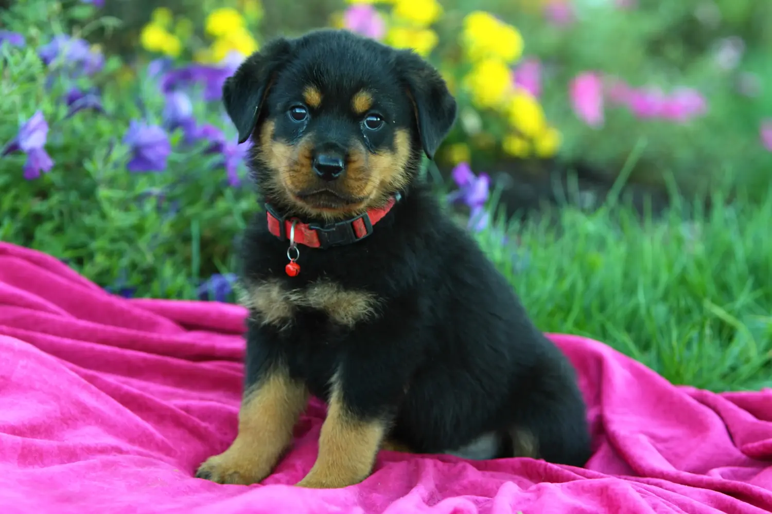 Buying a Rottweiler puppy means taking responsibility! Buy Rottweiler puppies.
