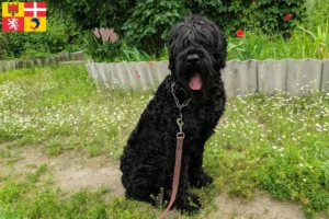 Read more about the article Russian Black Terrier breeder and puppies in Auvergne-Rhône-Alpes