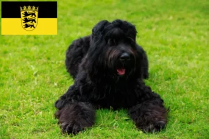 Read more about the article Russian Black Terrier breeders and puppies in Baden-Württemberg